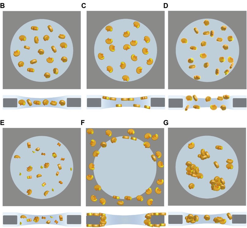 Single-particle cryo-EM showing particles frozen in vitreous ice with states like ideal, denatured, and aggregated configurations.